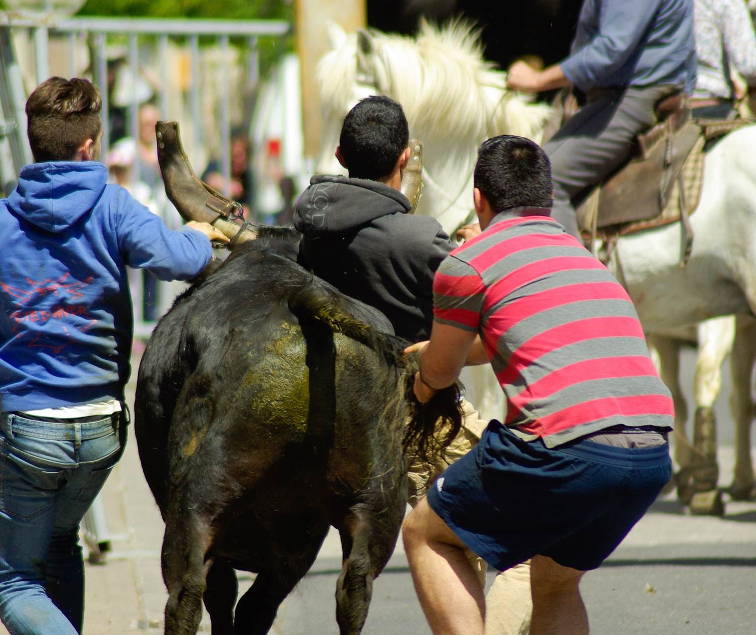abrivado feria taureau cheval