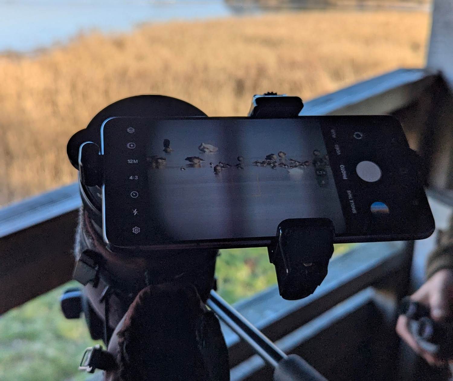 photographie-ornithologique