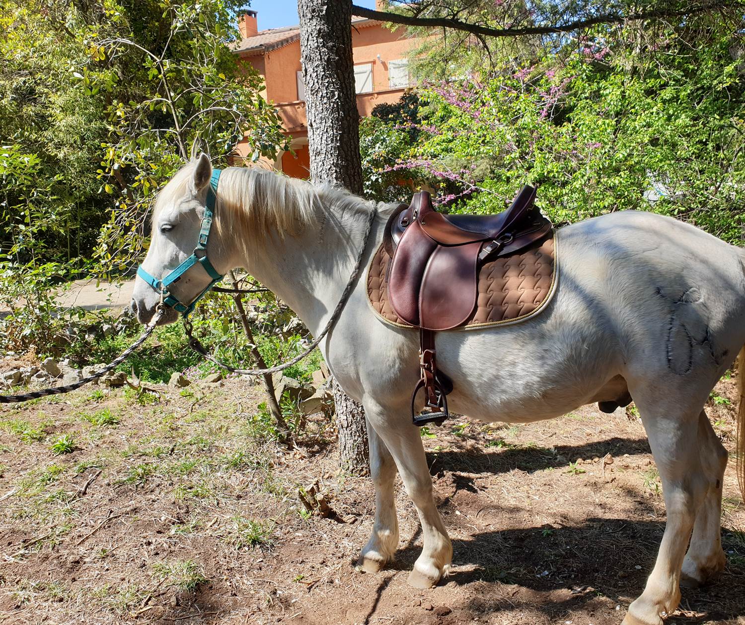 LES CHAMBRES DE MON P'TIT MAS - chambres d'hôtes - autour du cheval-