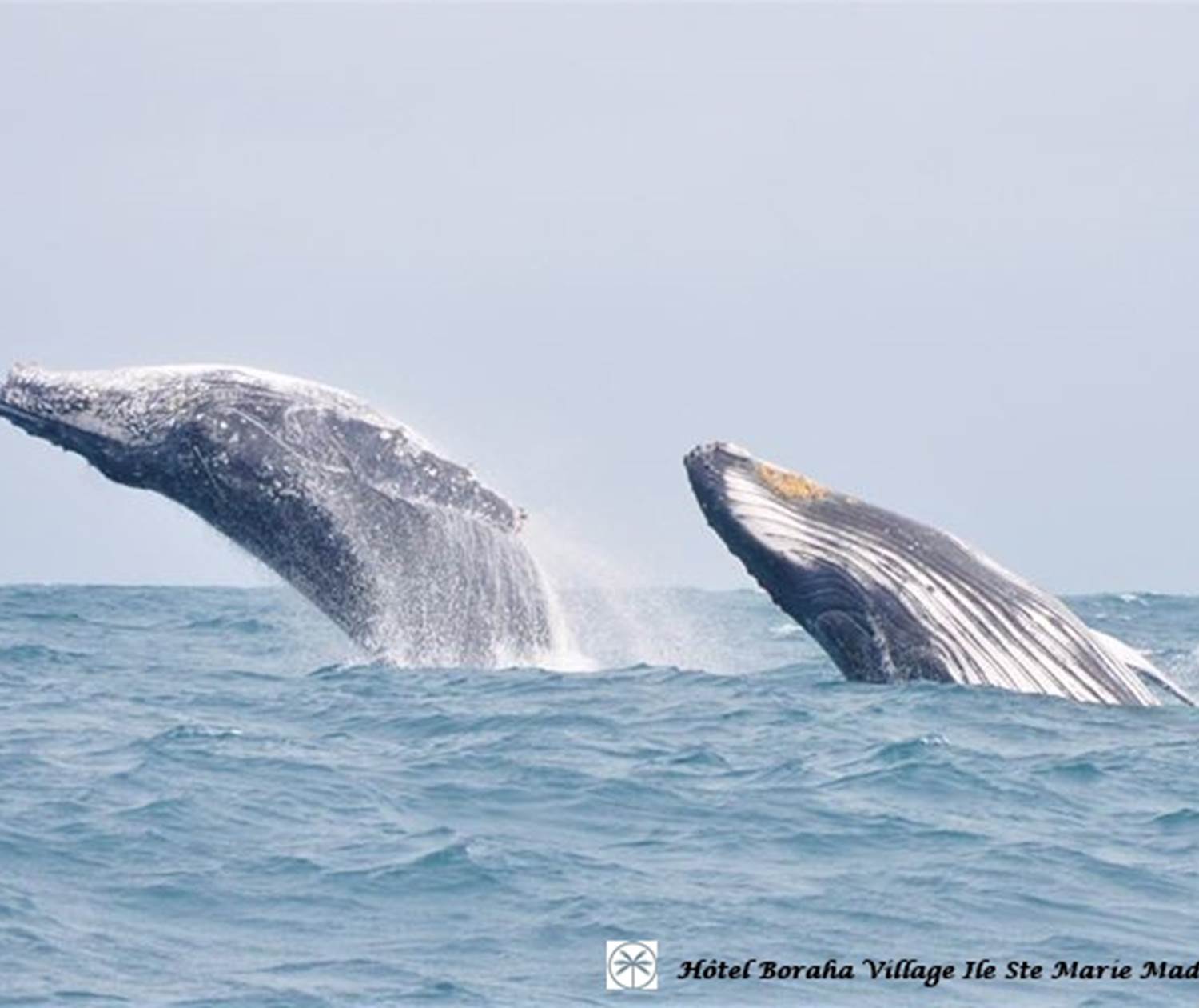 Baleine Boraha Village Ile Ste Marie Madagascar 36