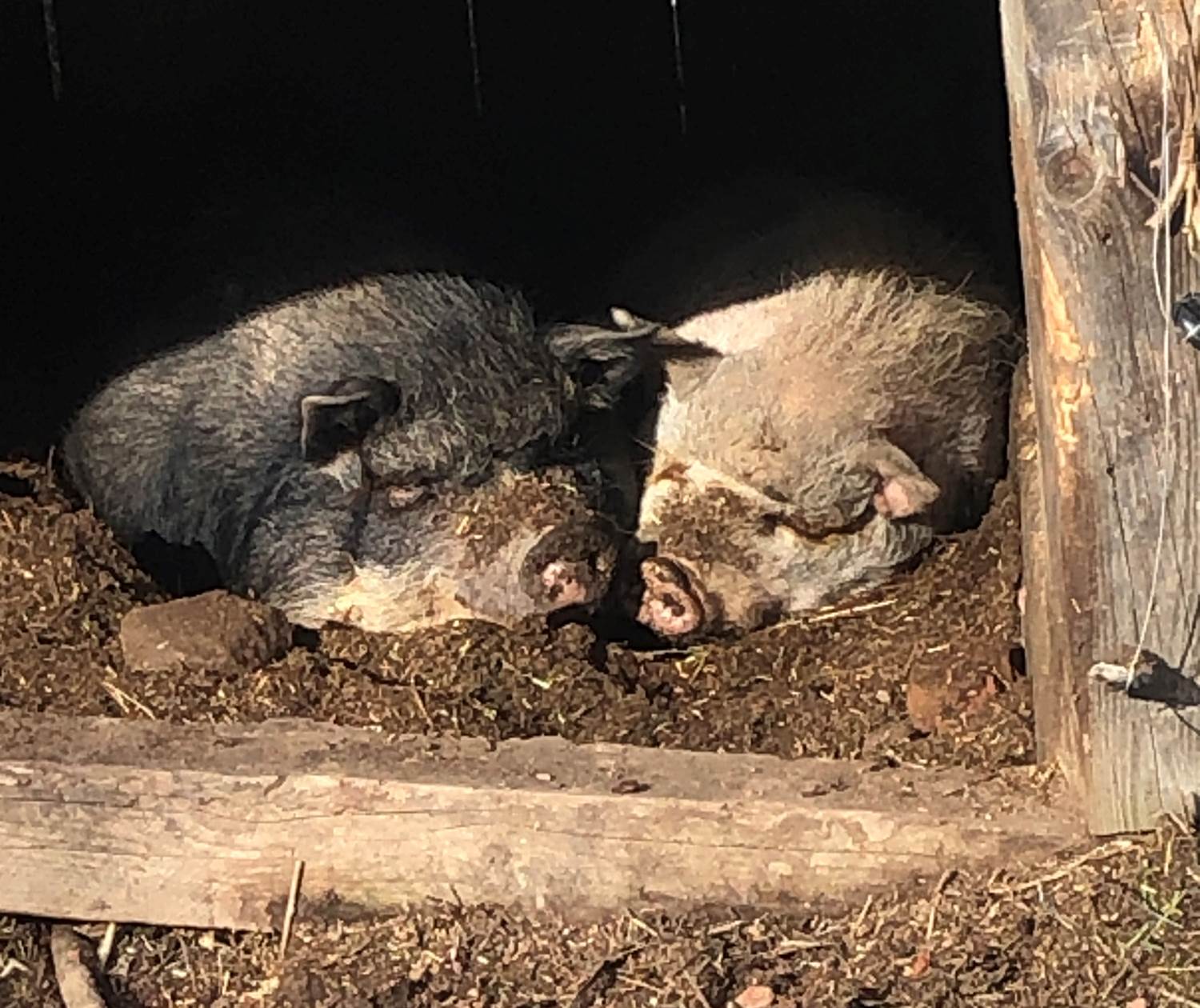 En permaculture, la nature nous rend service : nos cochons retournent la terre !