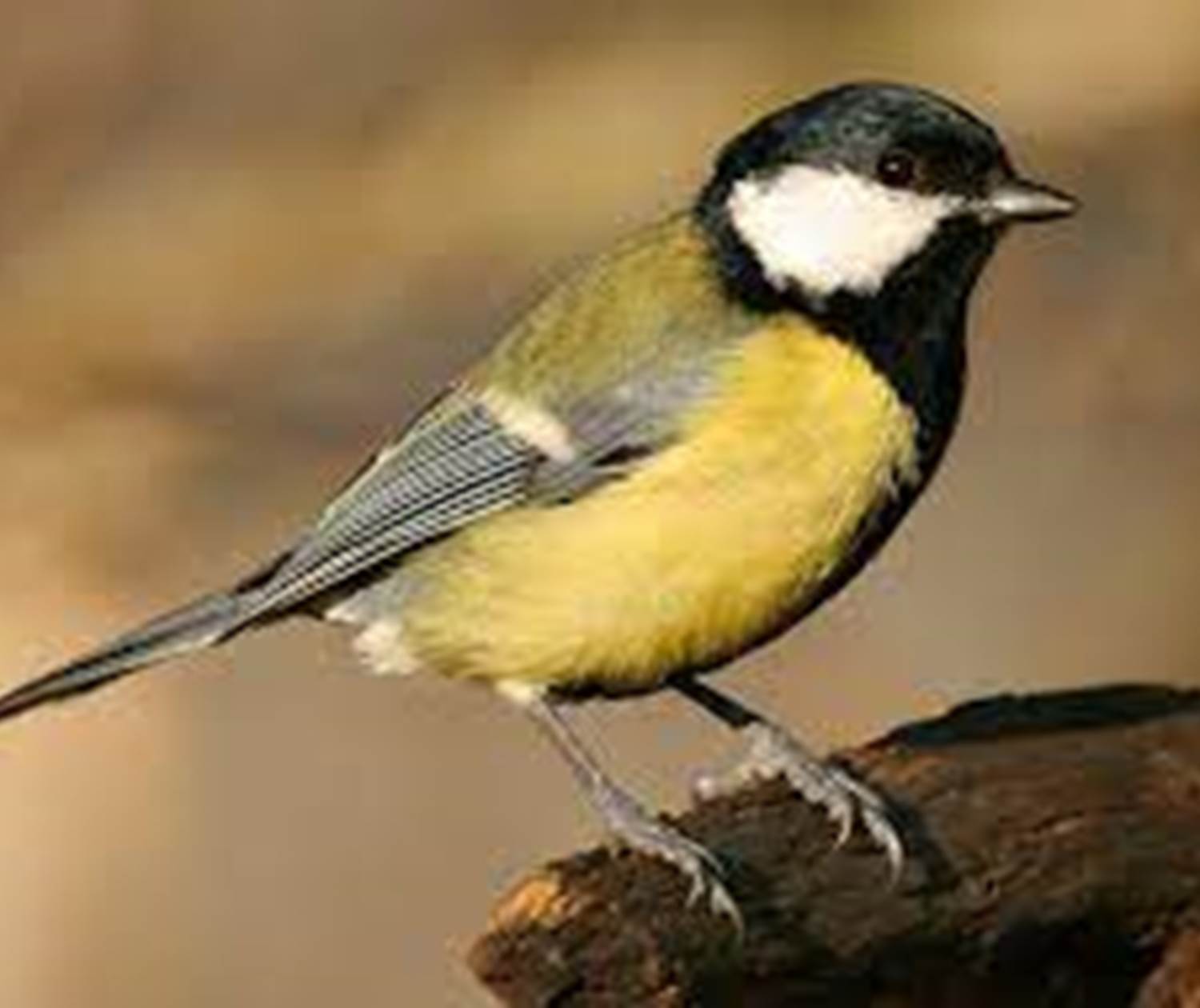 mesange charbonniere