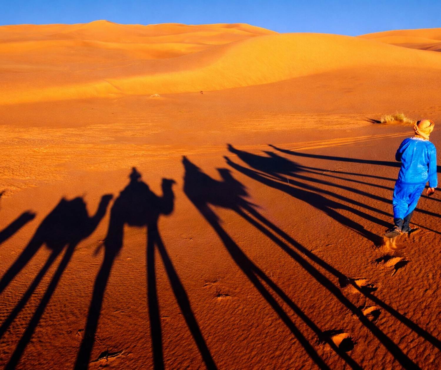 Randonnée chamelière au coucher du soleil