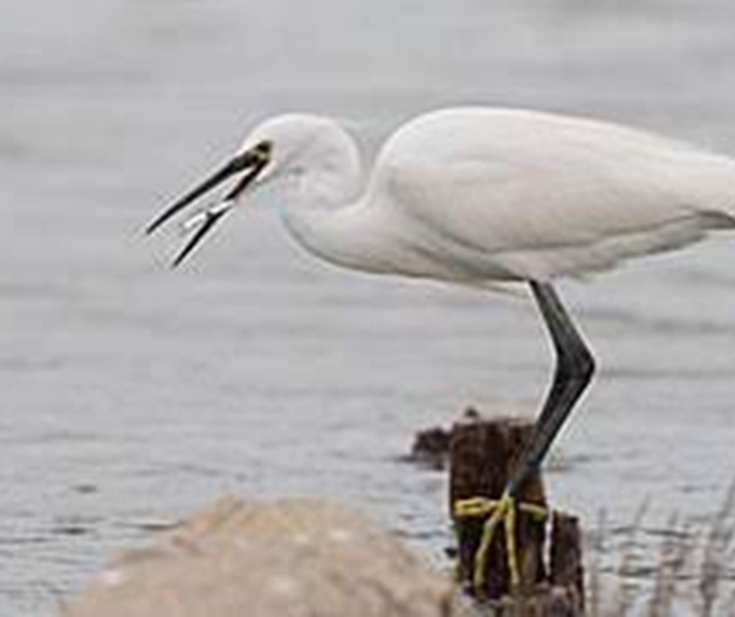 Aigrette Garzette