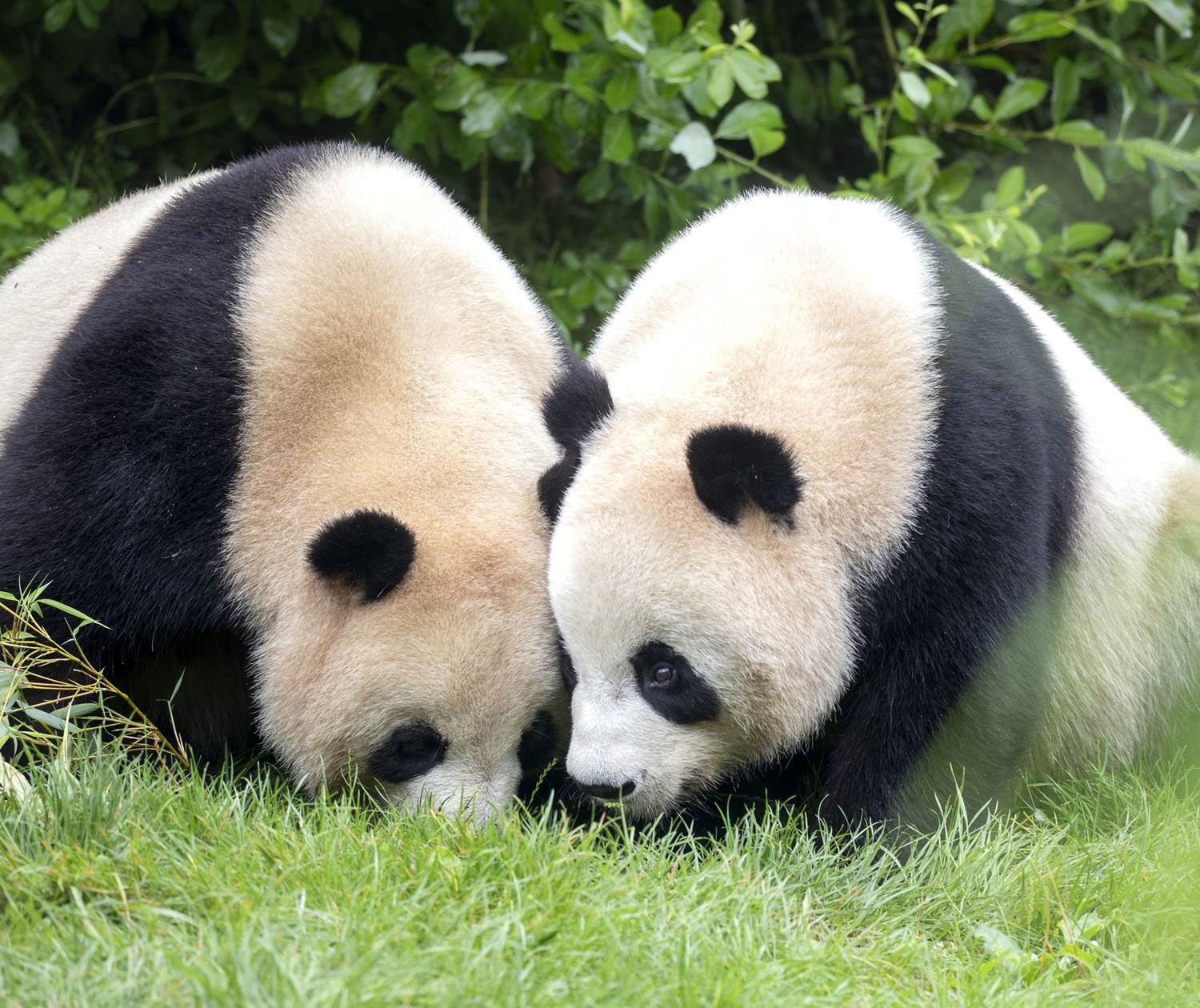 Le zoo parc de Beauval, ses pandas, ses spectacles... Un incontournable !