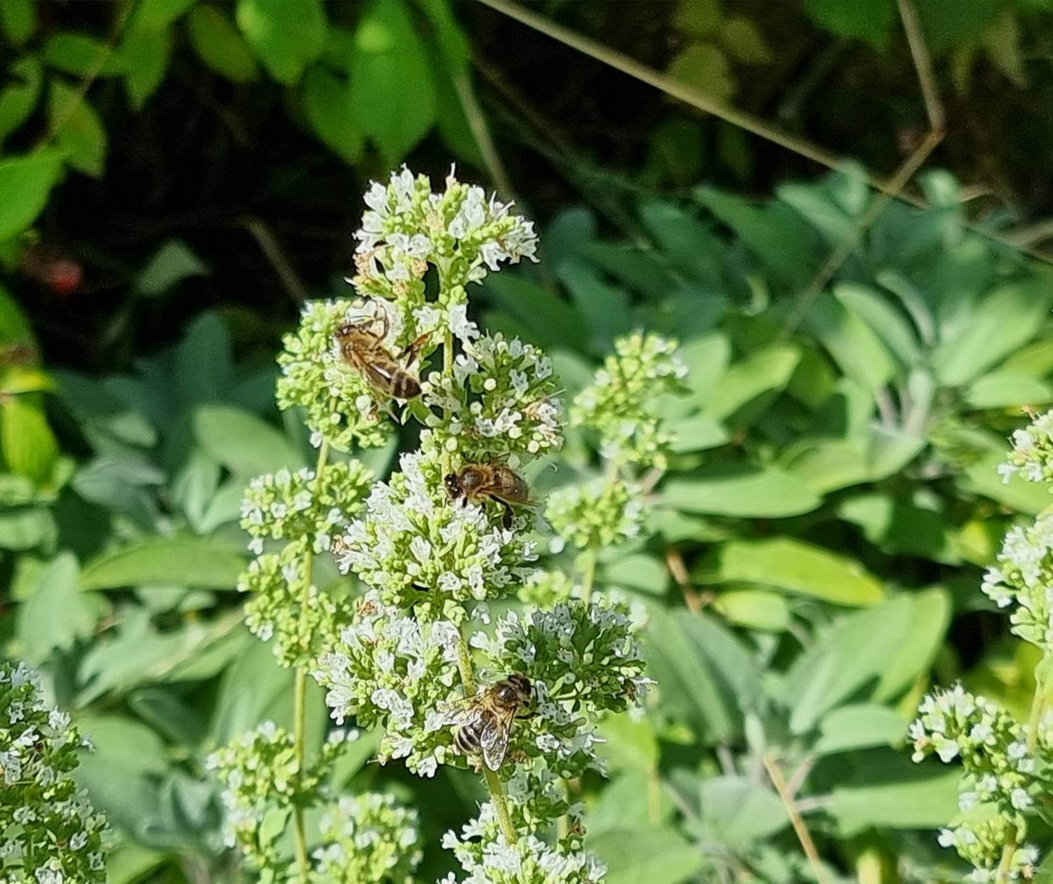 Butinage d'origan en fleur