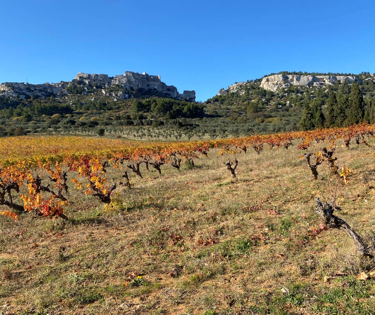 Vins des Alpilles
