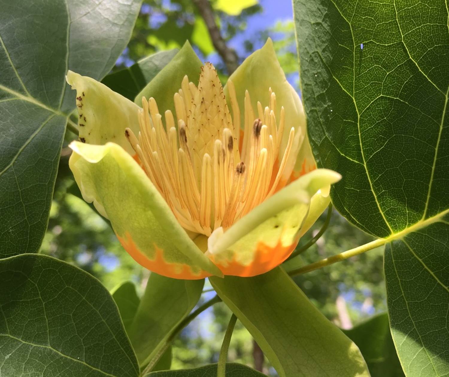 a flower on one of our tulip trees / une fleur sur l'un de nos tulipiers