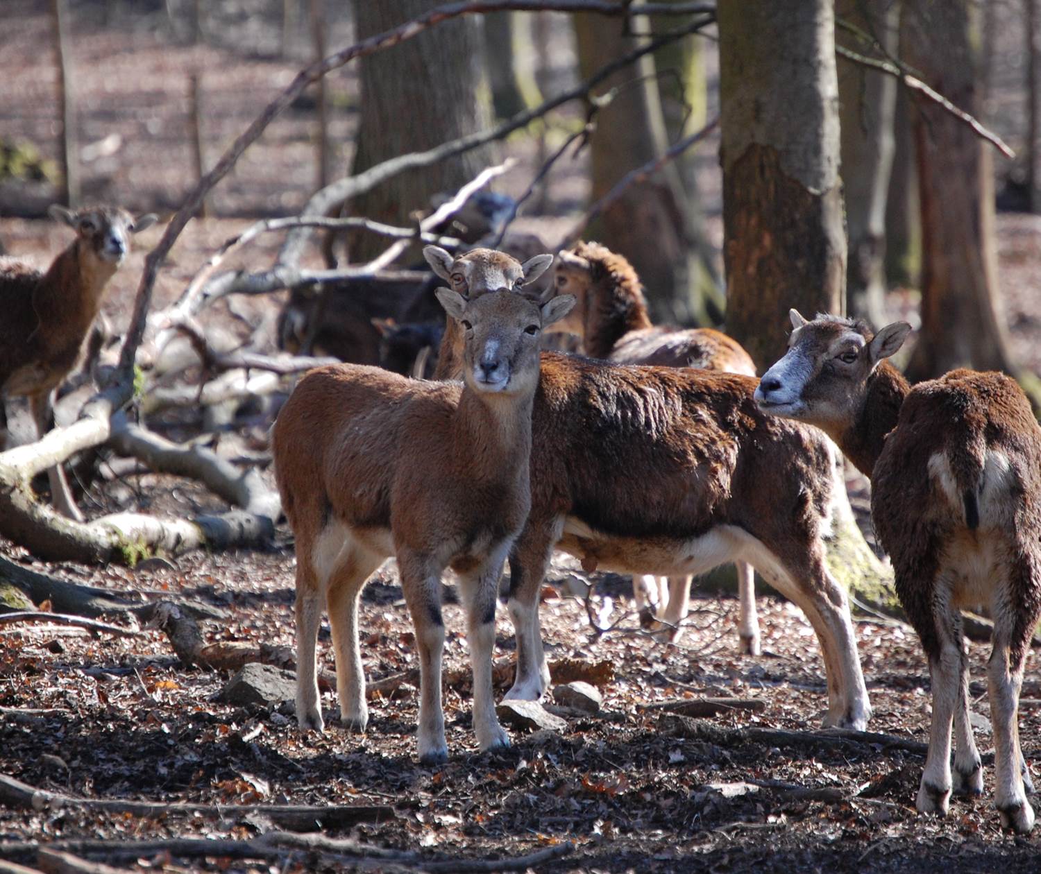 mouflon