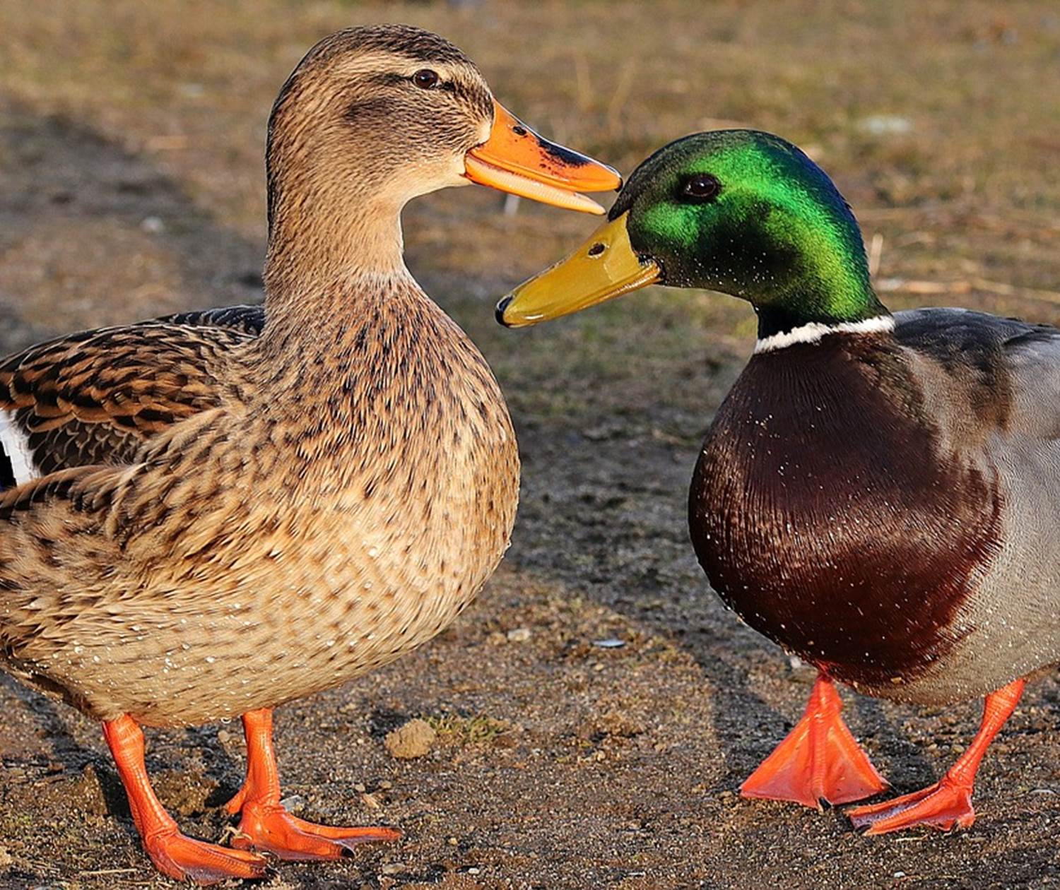 Canard Colvert
