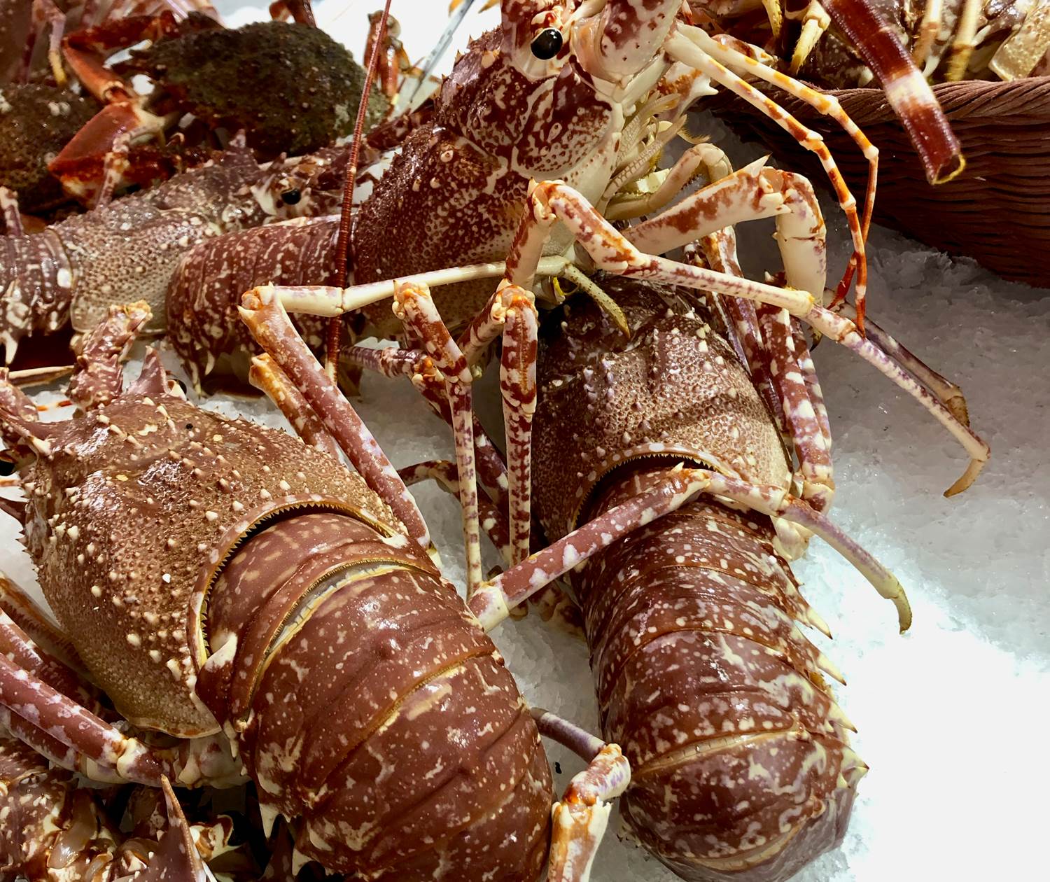 Langouste royale fraiche rouge