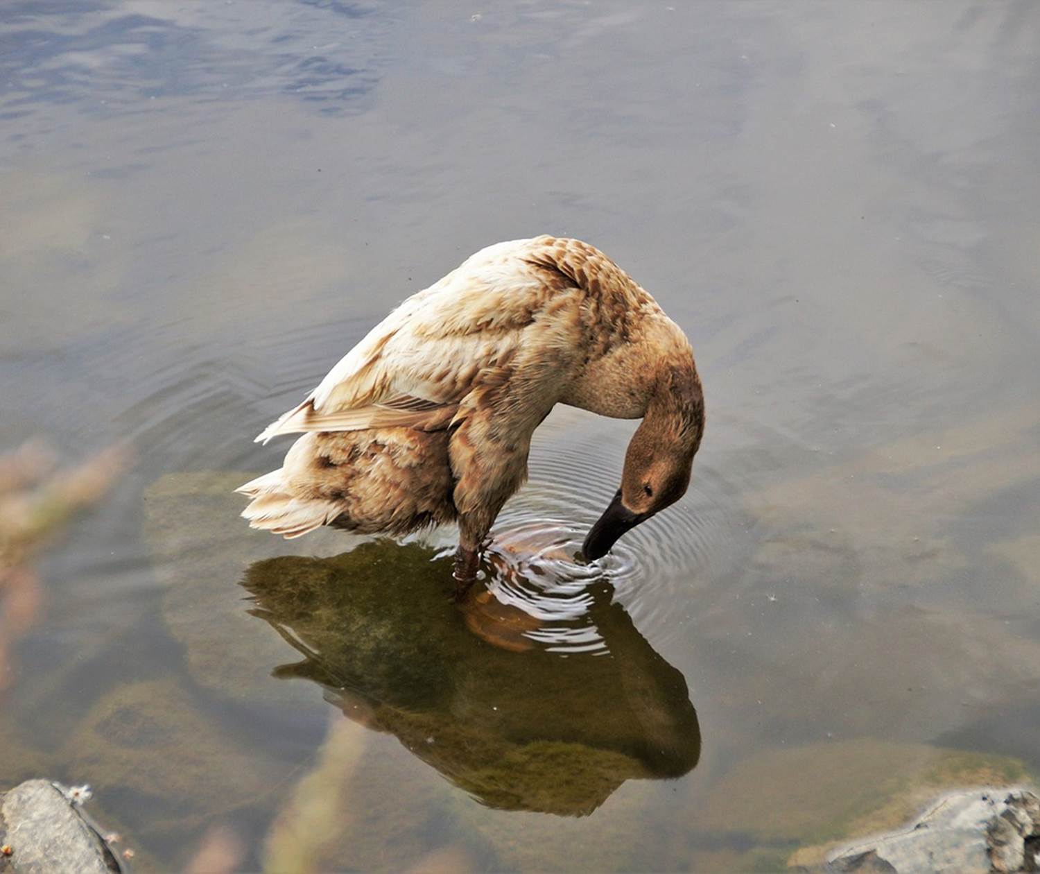 Canard coureur indien