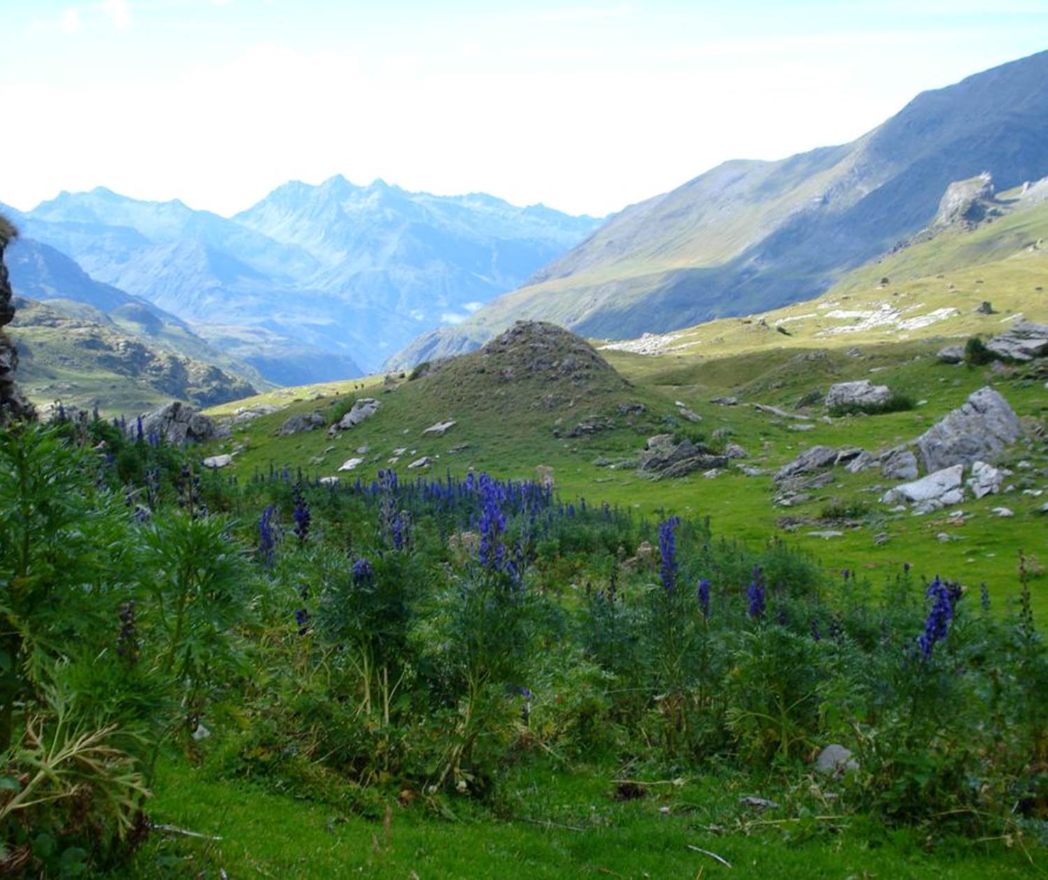 Pieds d'aconit napel