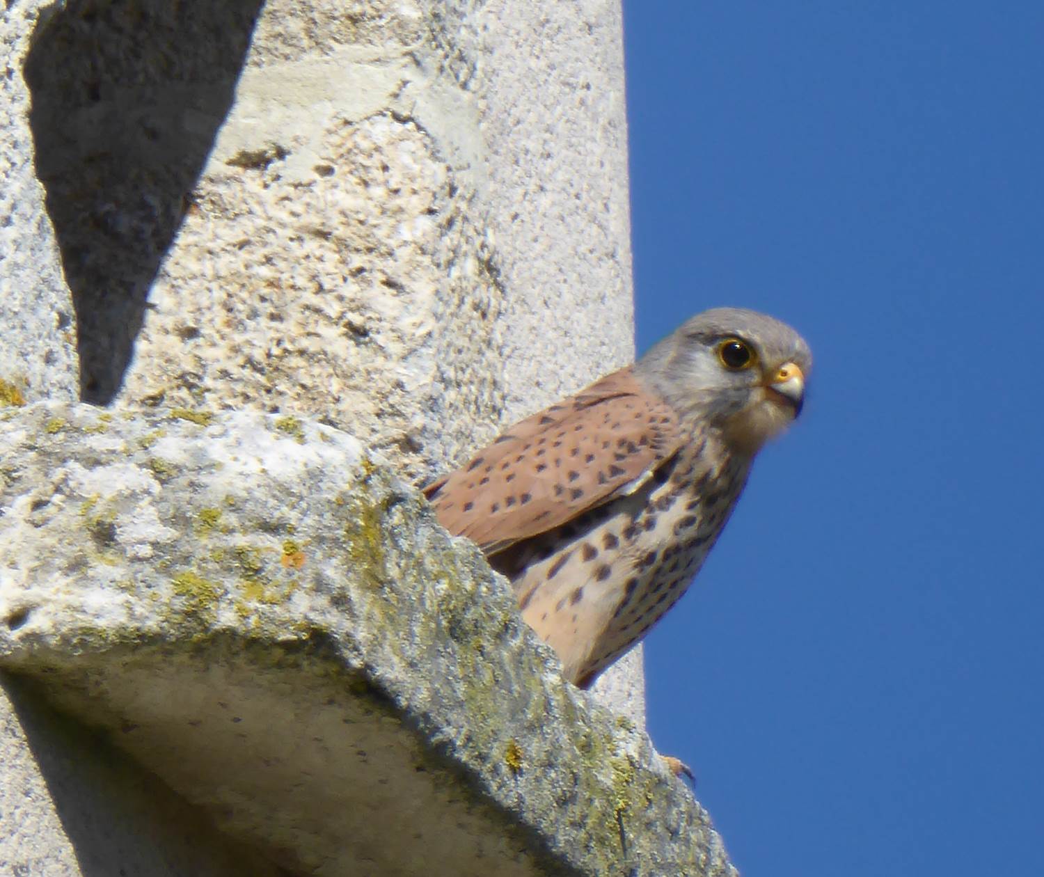 Mr le faucon à sa fenêtre...