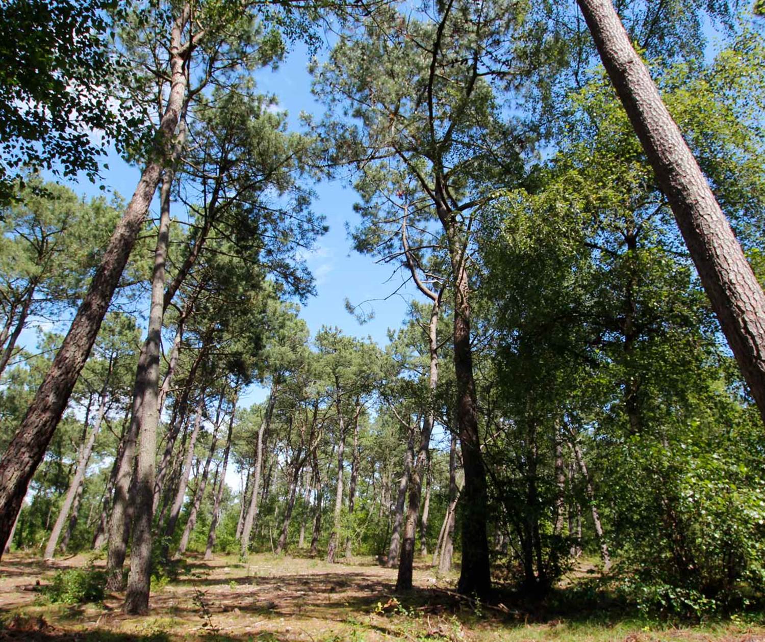Pinède du Touquet à l'automne