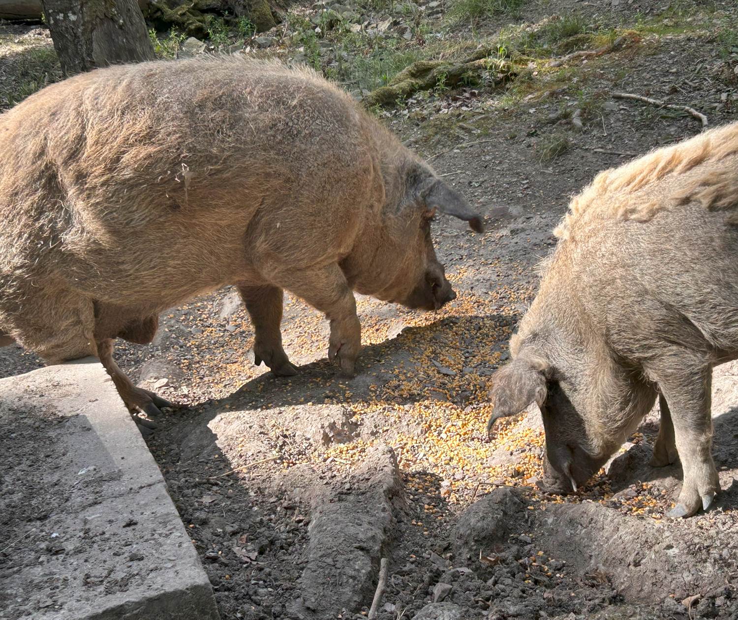 Nourrissage -  mangalica