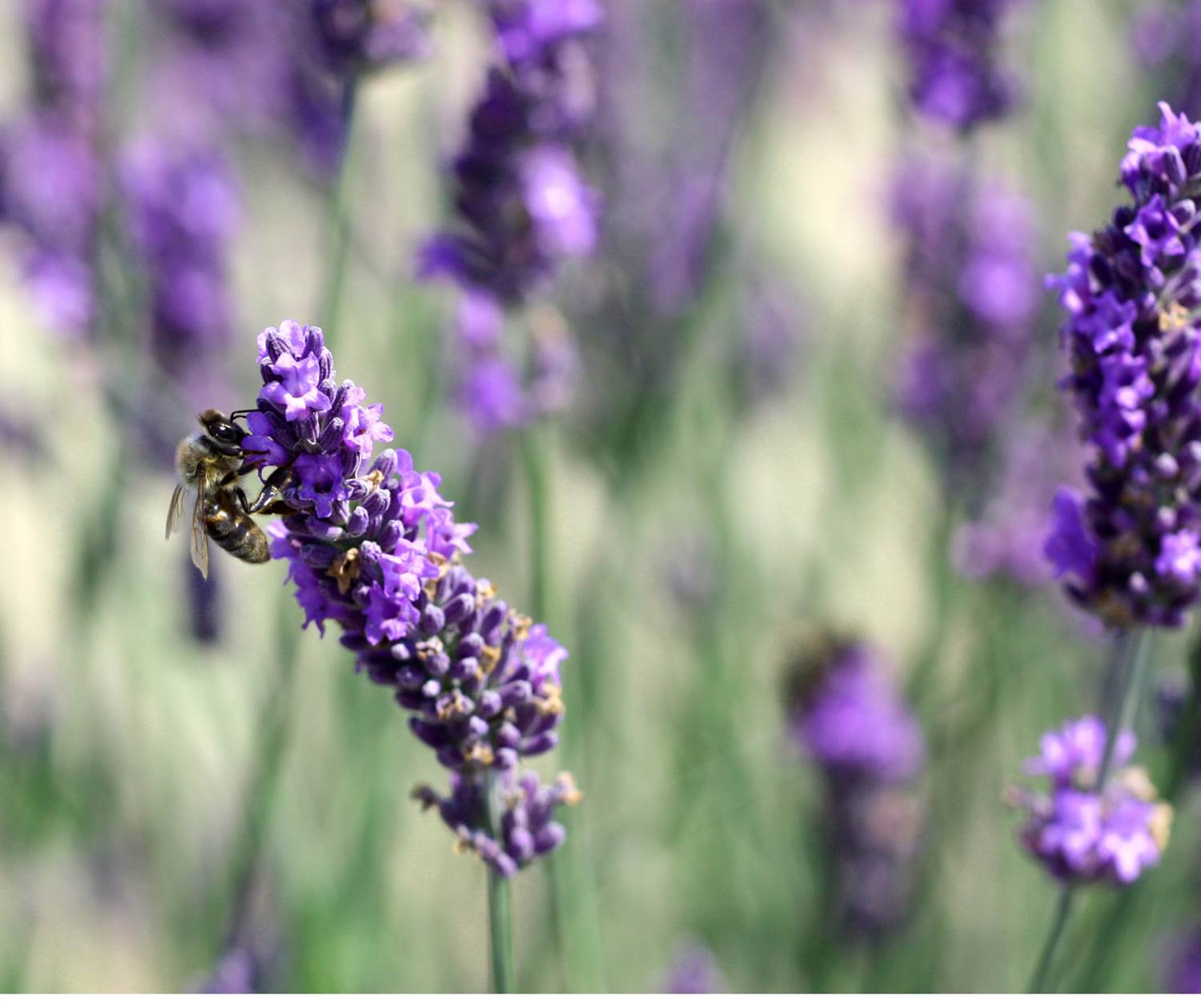 Abeille sur lavande. Copyright.1538--HOCQUEL_A_-_VPA-1600px
