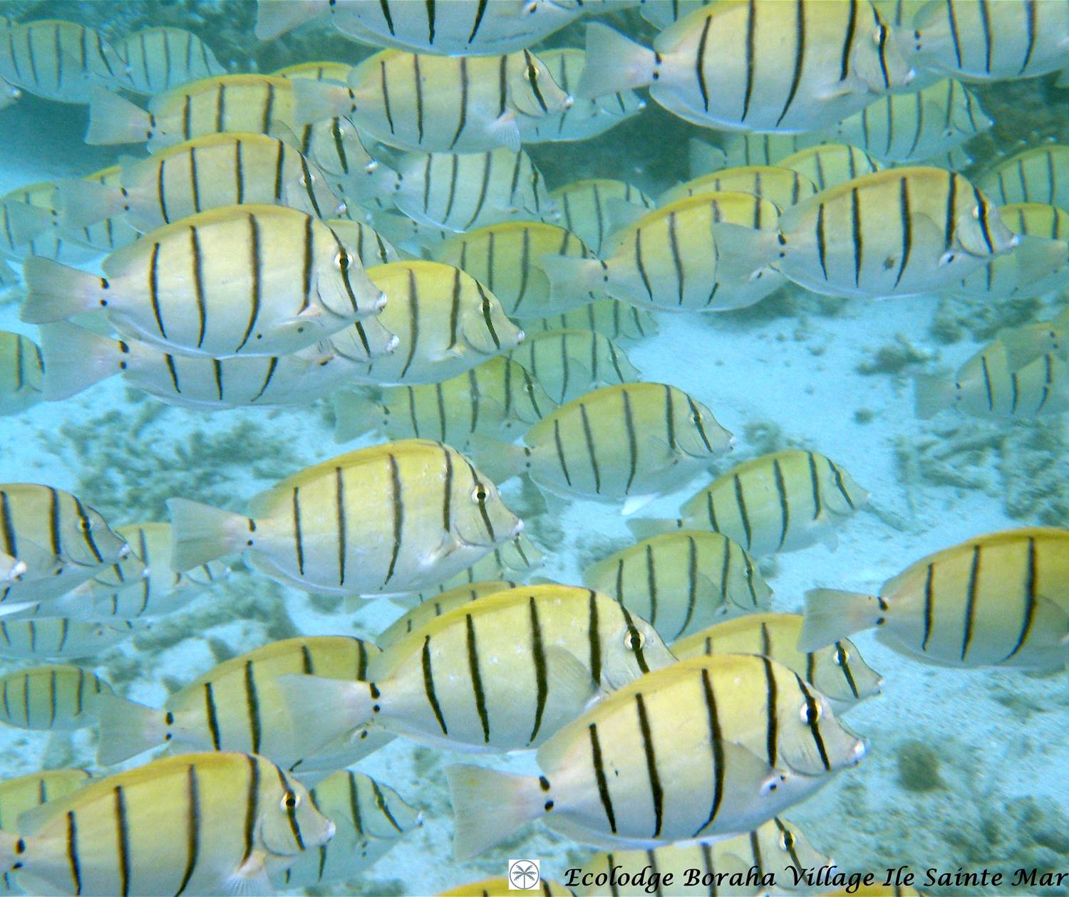 Faune Marine Boraha VIllage Ile Ste Marie Madagascar 02