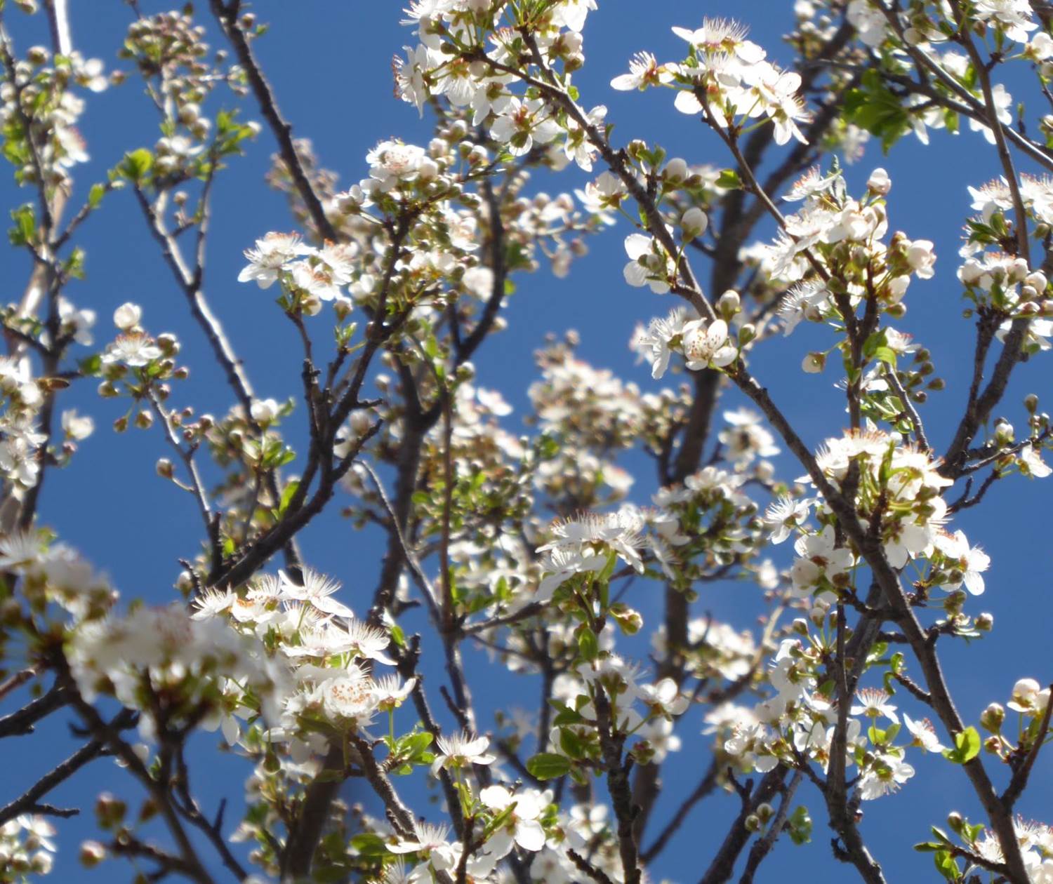 Les pruniers au printemps