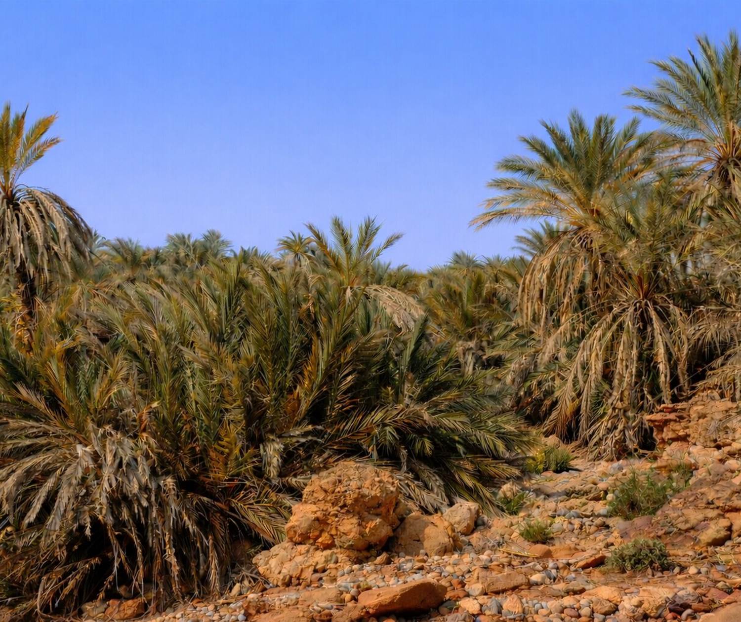 Dans l'oasis de Saf-Saf