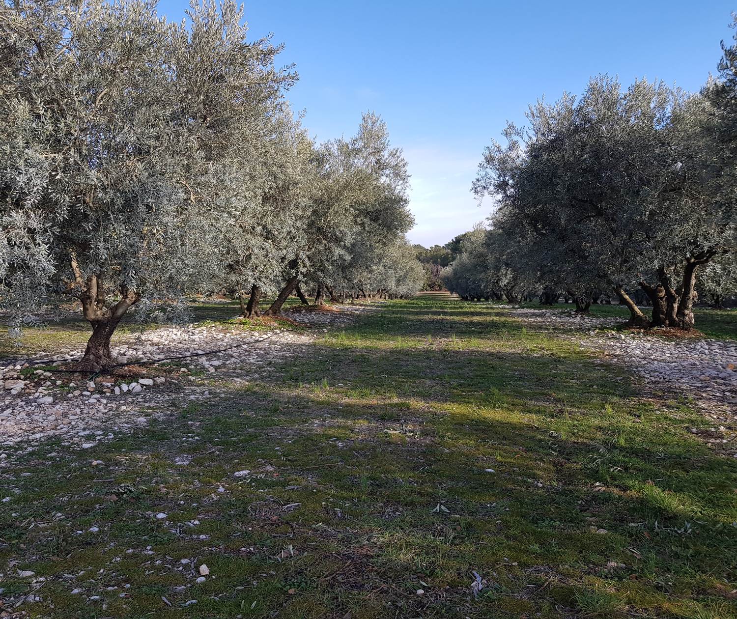 Champs d'oliviers de Provence en hiver les Bassacs Saint-Saturnin les Apt