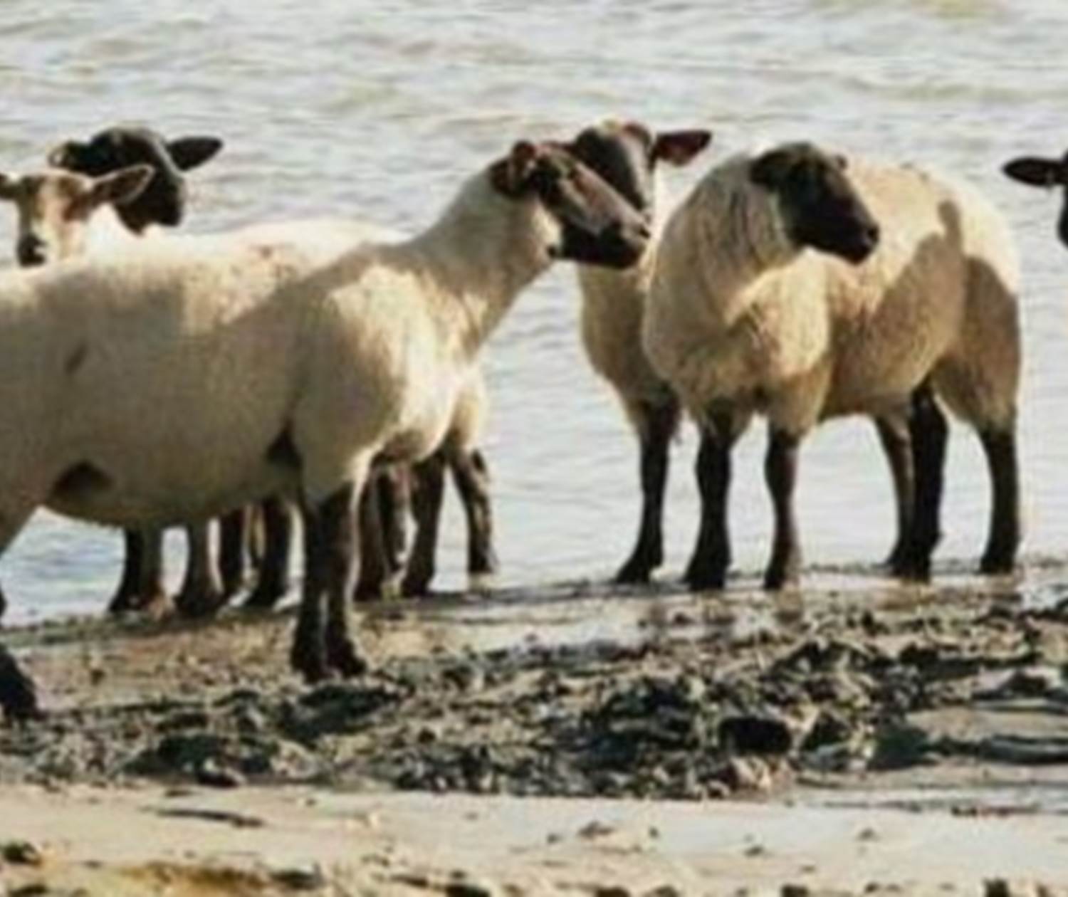 L'Agneau des Prés Salés de la Baie de Somme...
