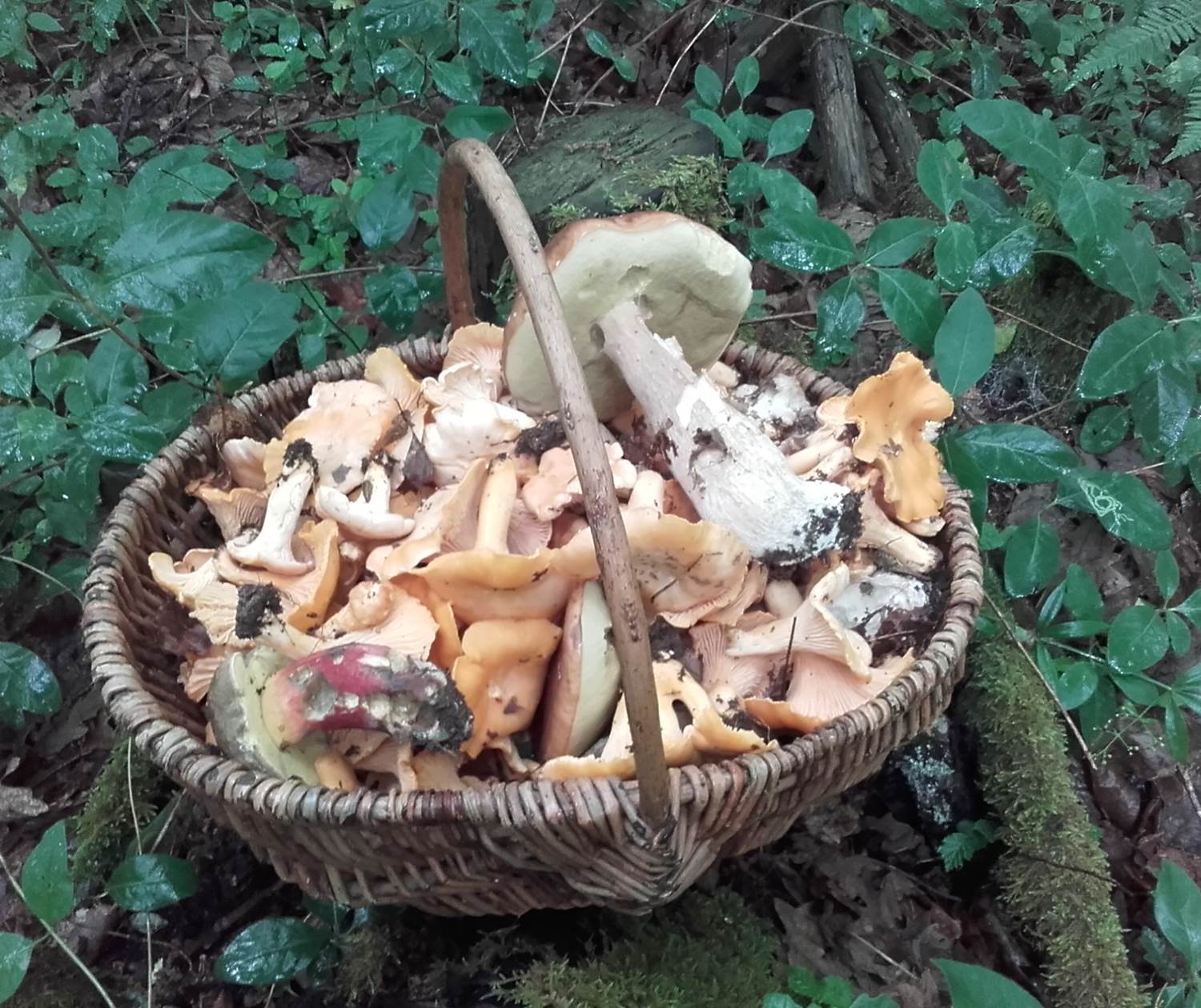 les champignons de nos bois INYAQAB