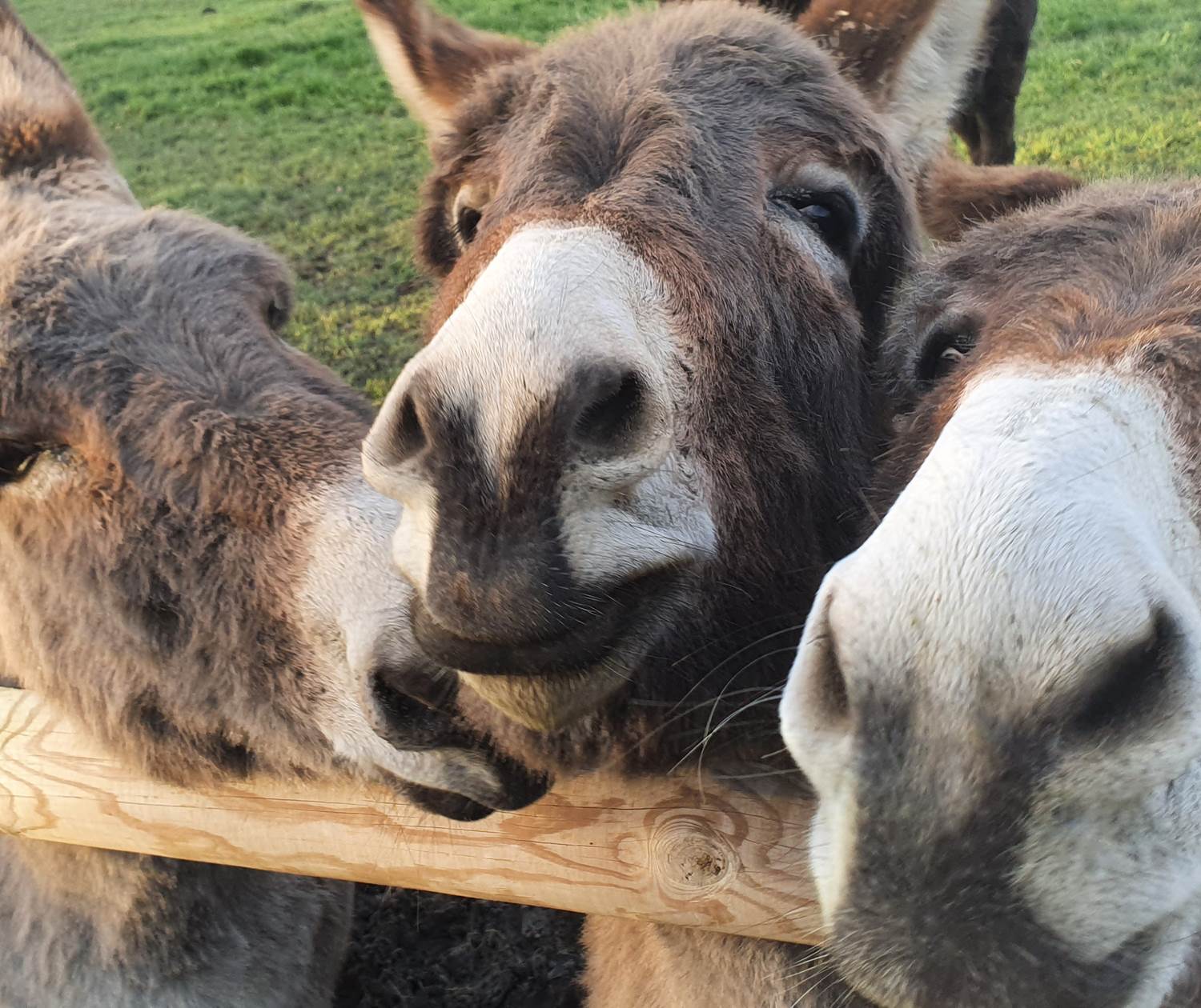 Venez nous caresser et cajoler