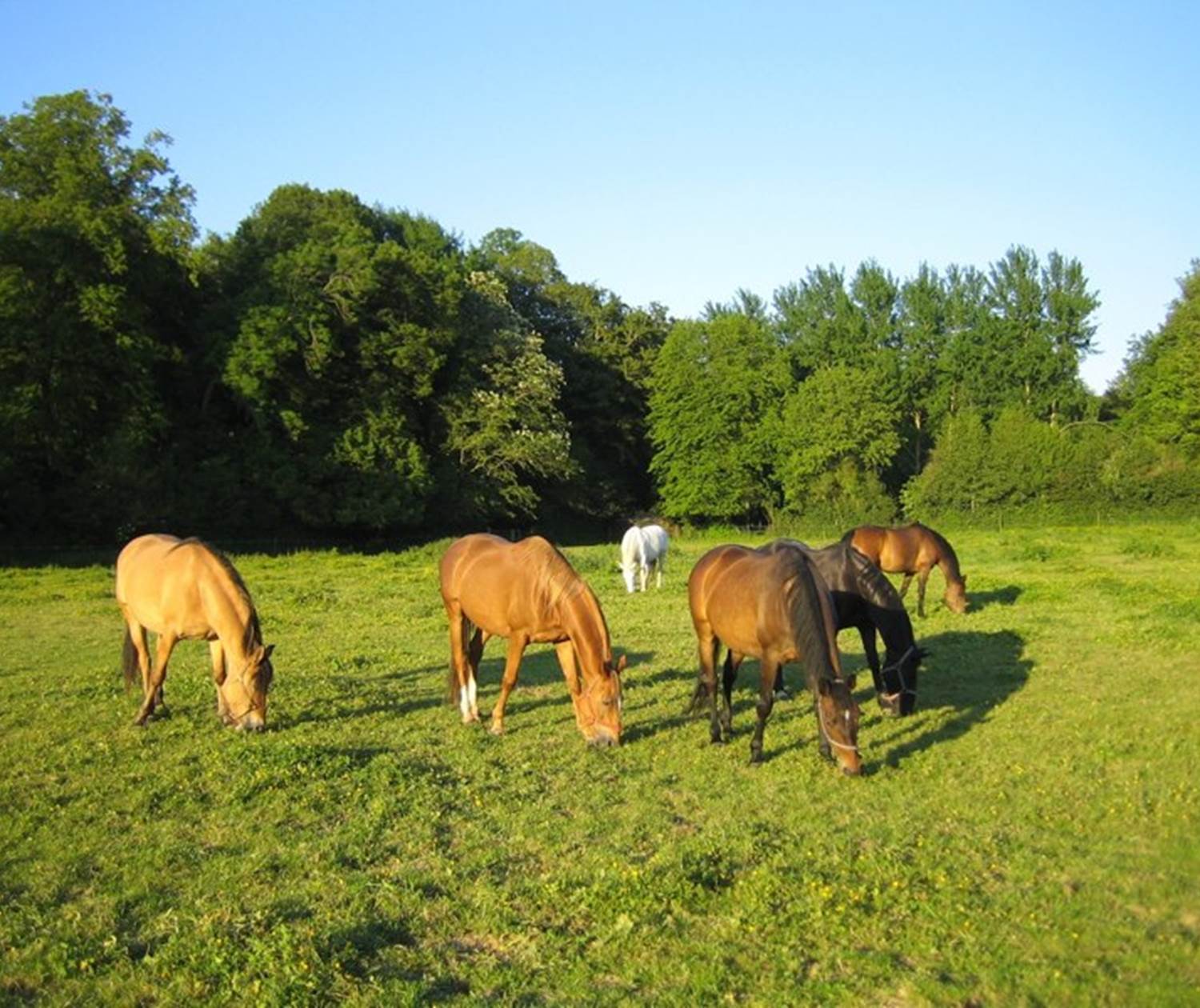 Château de Behen Chevaux