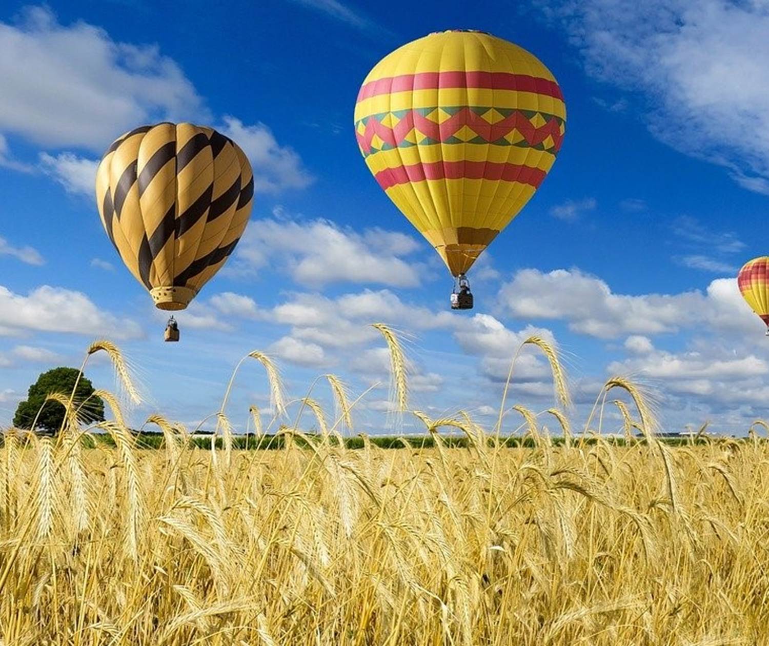 Montgolfière champs de blé ciel bleu