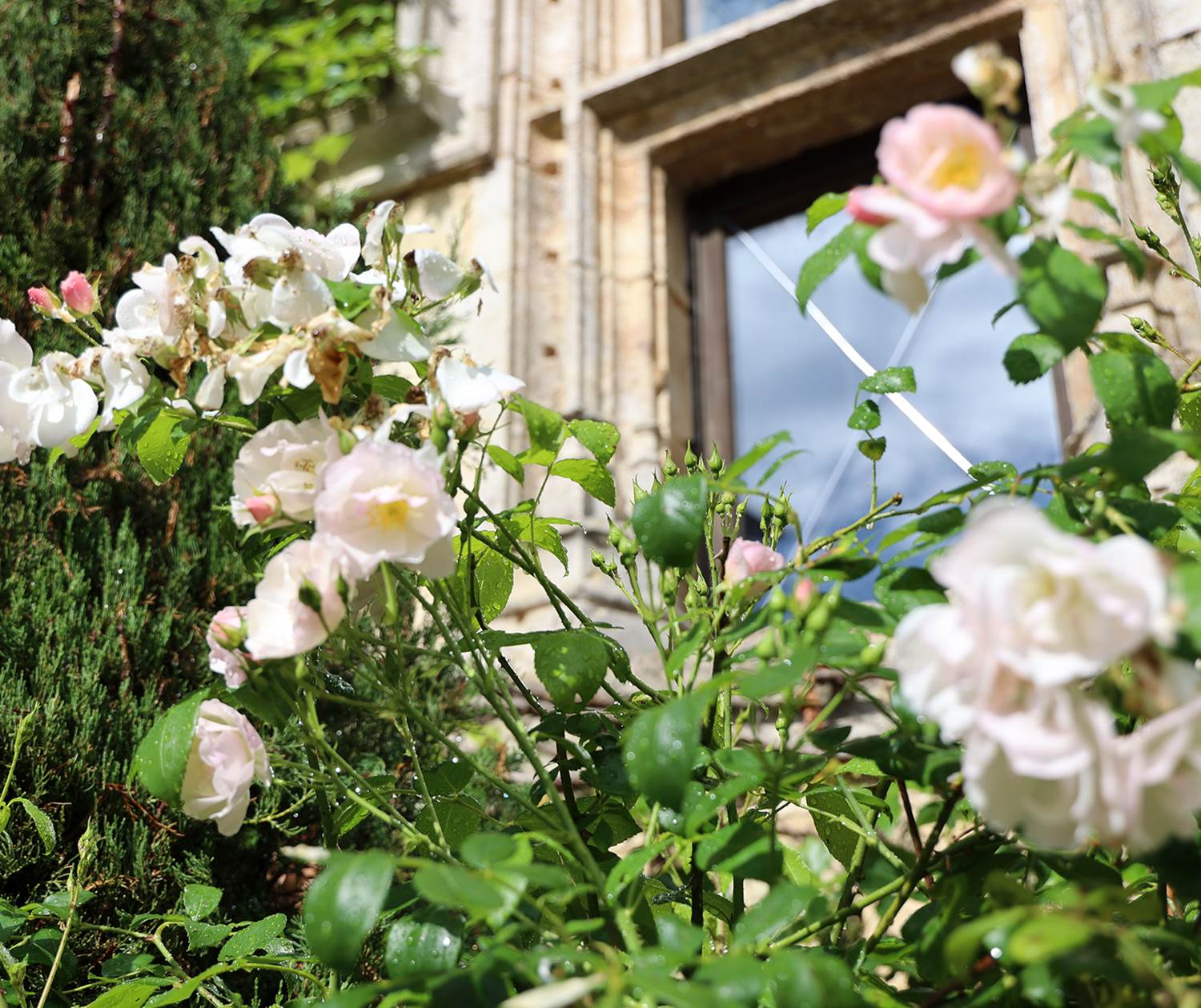 Chateau de Saint Chamarand - Exterieur, terasse et jardin