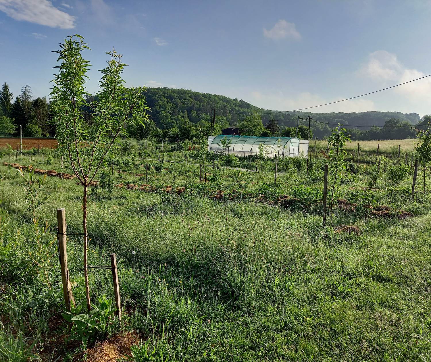 Verger au printemps 2022