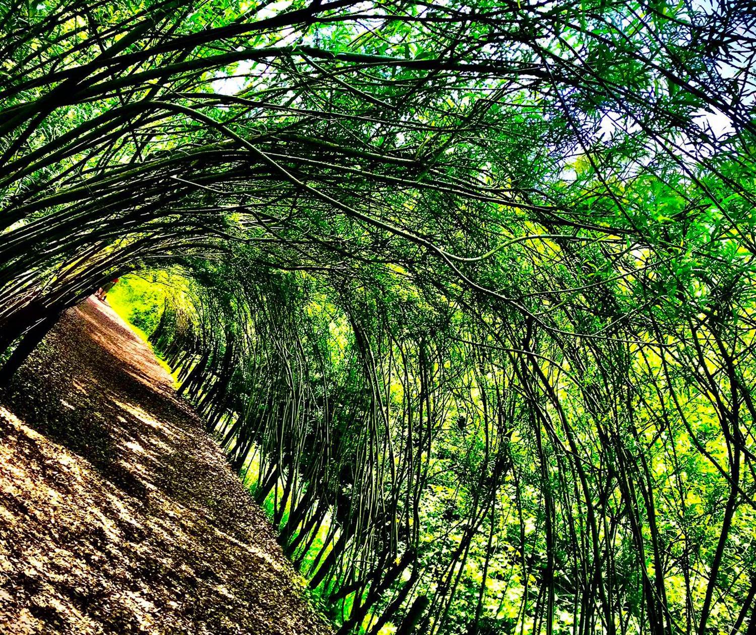 Tunnel végétal en saule des vanniers