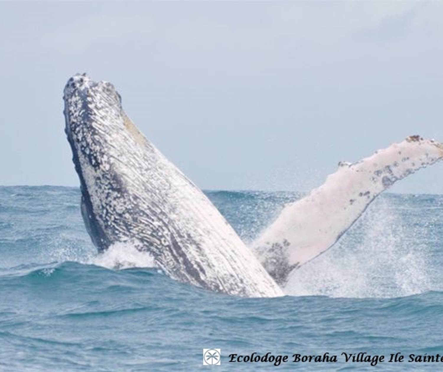 Baleine Boraha VIllage Ile Ste Marie Madagascar 16