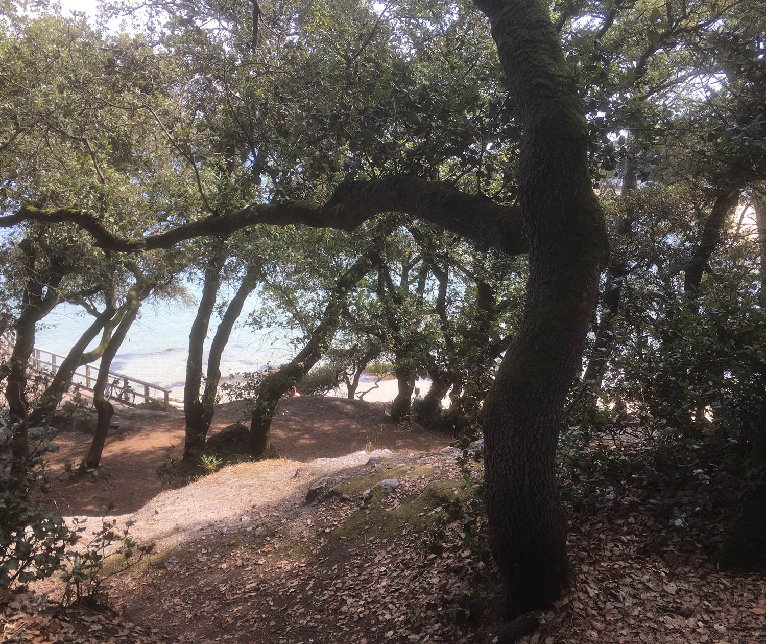 Bois de la Chaise - Île de Noirmoutier