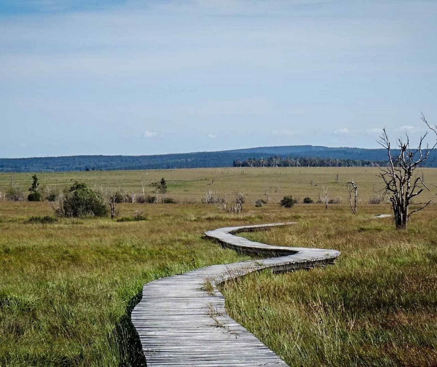 Les caillebotis de la Fagne
