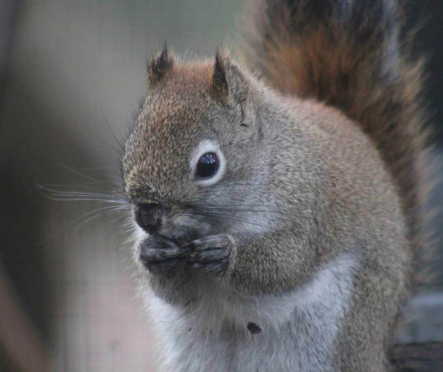 Ecureuil au parc à gibier de la roche en ardenne