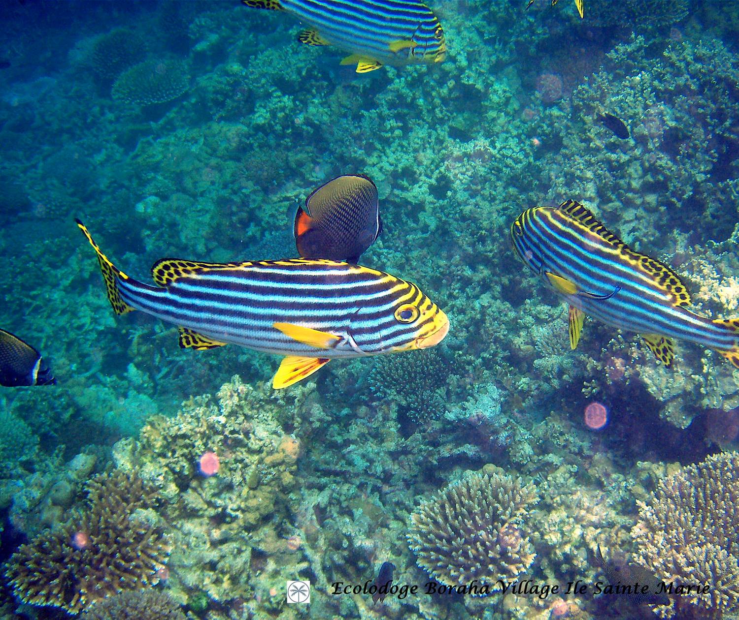 Faune Marine Boraha VIllage Ile Ste Marie Madagascar 10