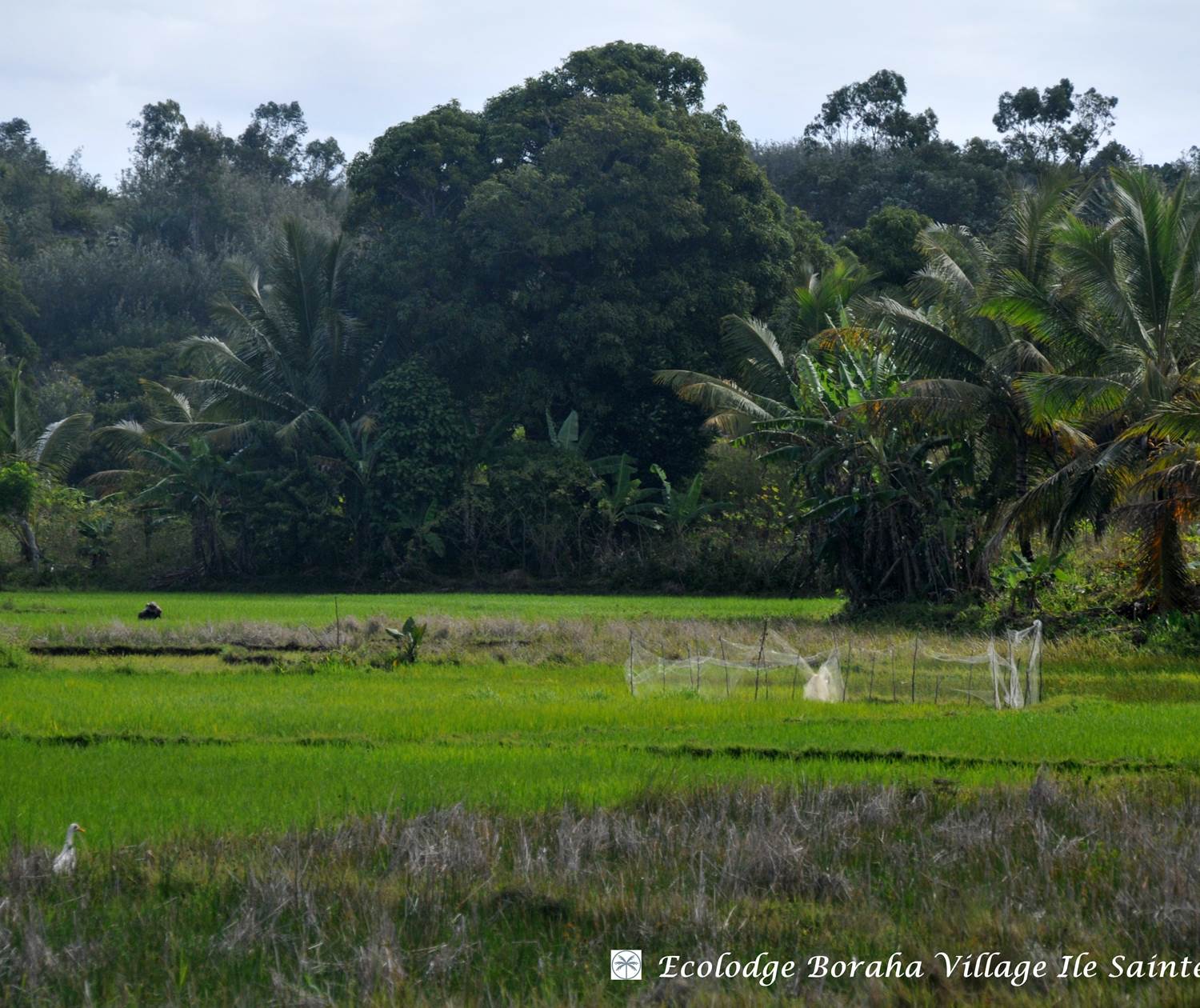 Rizières Ile Ste Marie Madagascar 01