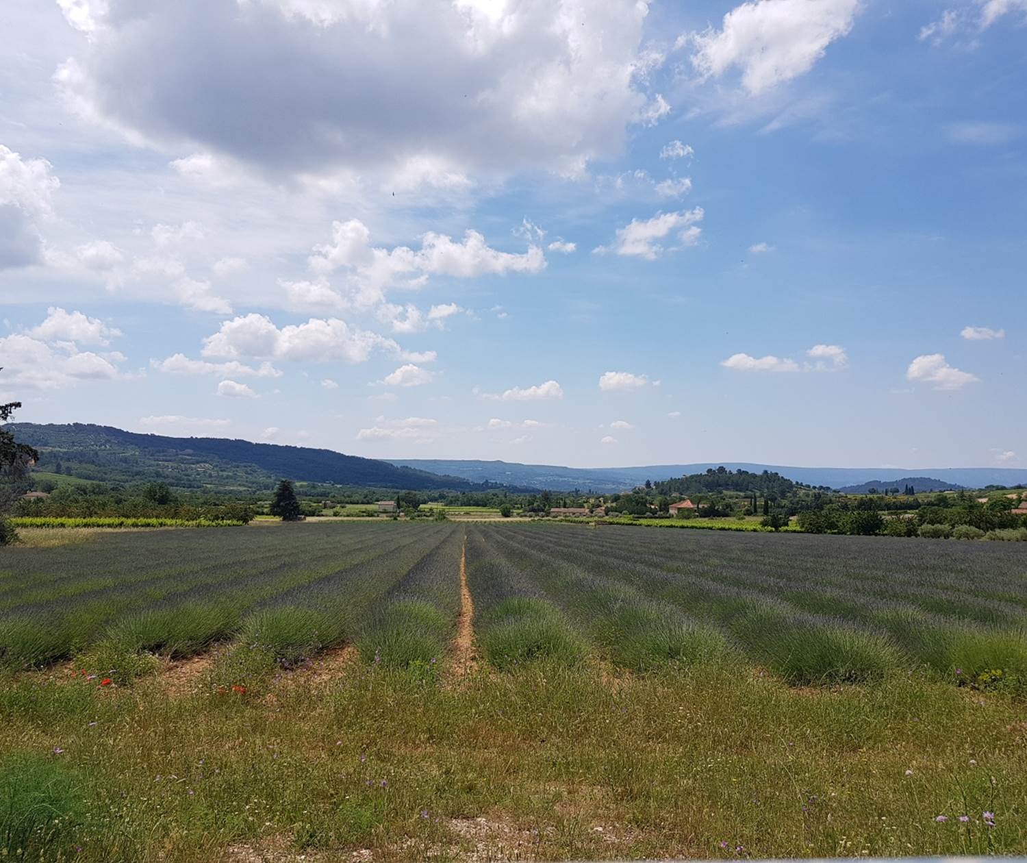 Champs_de_lavande_provence_luberon