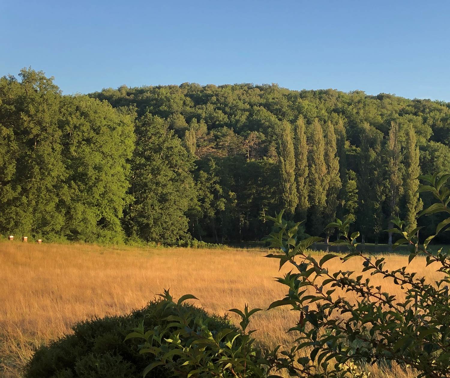 Rucher dans la prairie