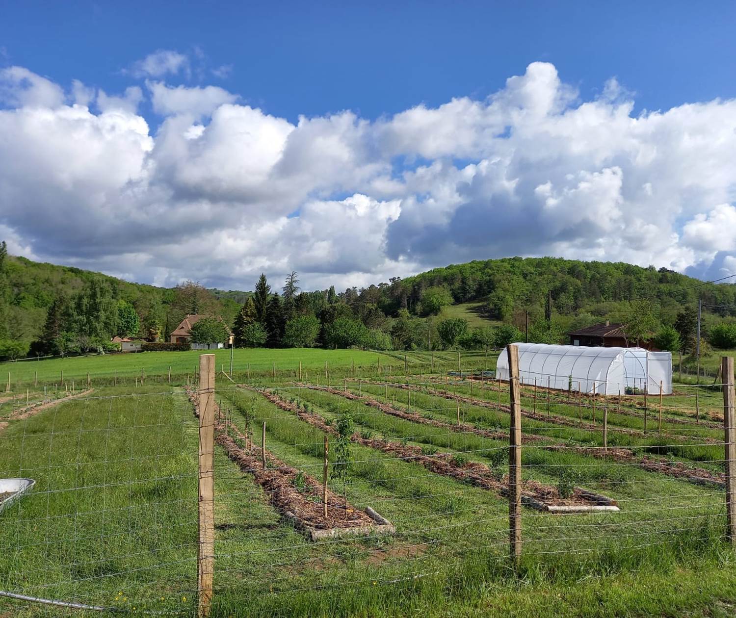 Plantation du verger