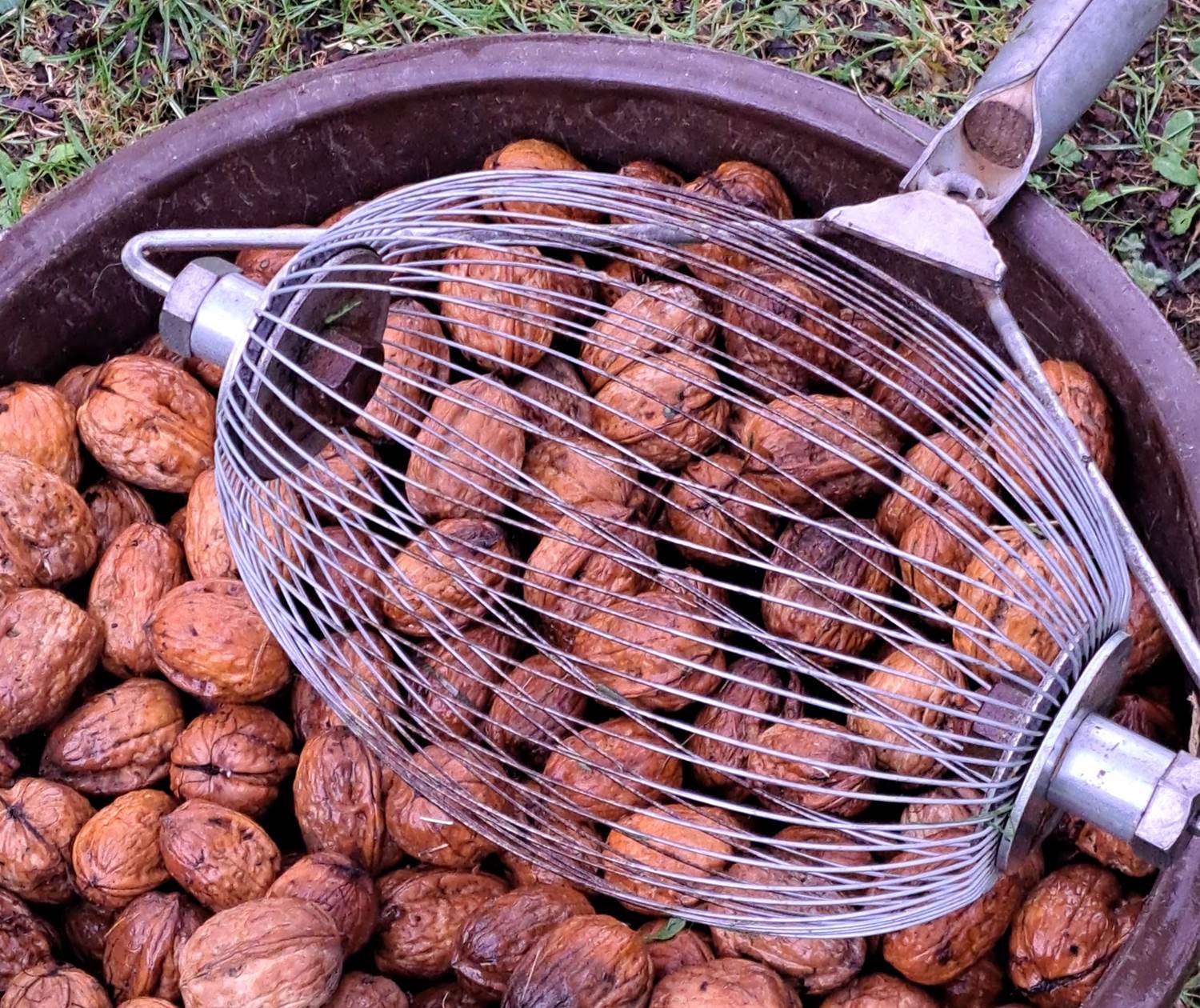 Récolte manuelle des noix bio au domaine INYAQAB