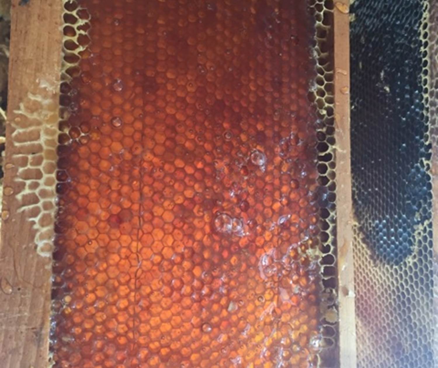 Cadre de hausse rempli de miel avant extraction