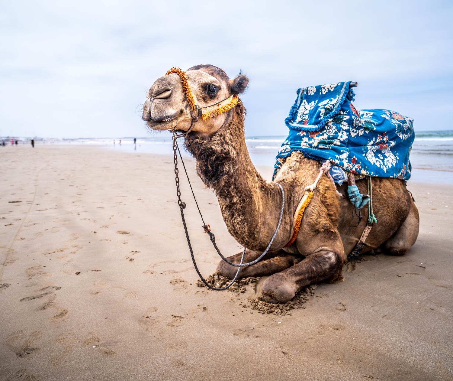 Fat club Agadir - Agadir Souss Massa