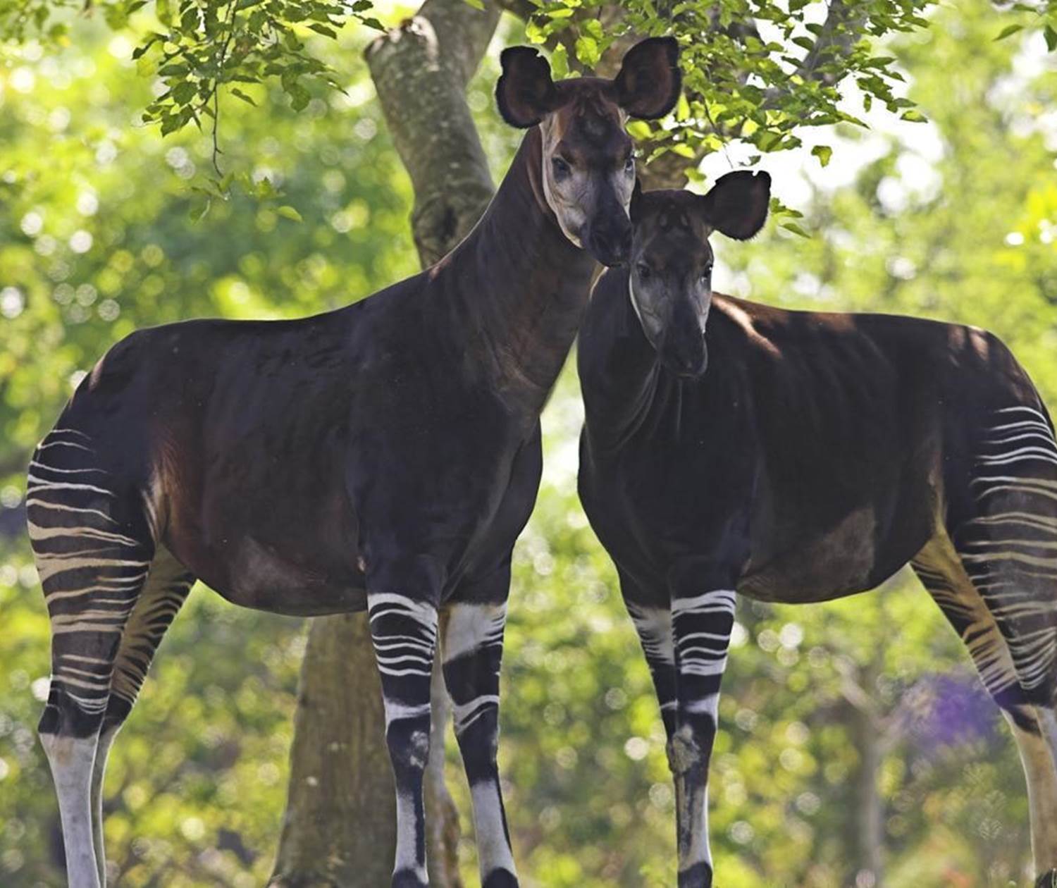 Okapi