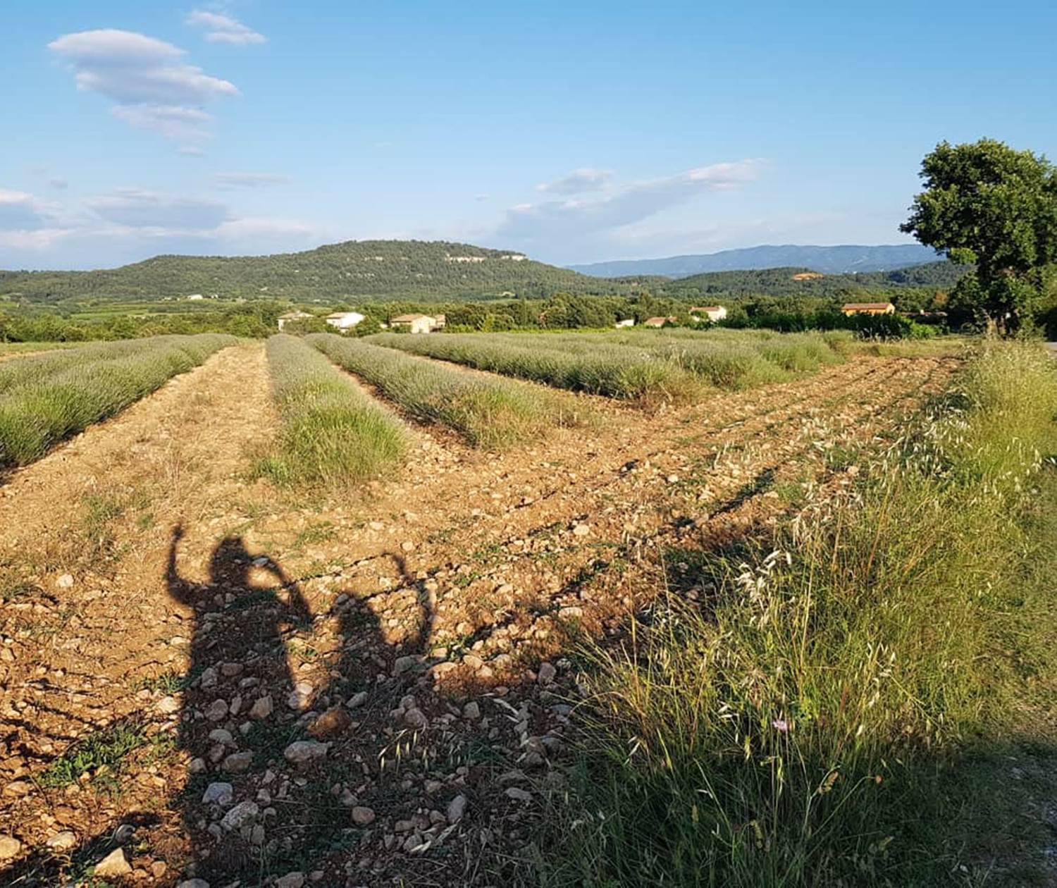 Champs_de_lavande_luberon_lubheureux