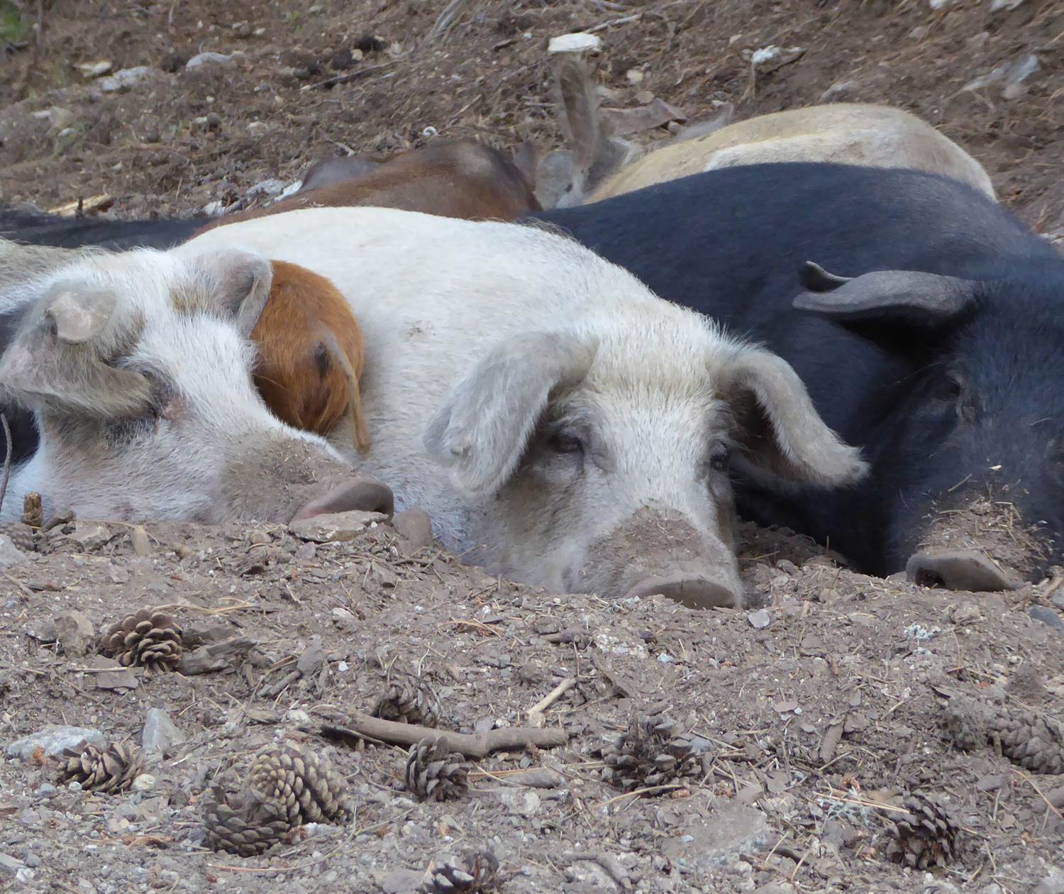 Porcs corses élevés en plein air dans le maquis, origine de la charcuterie artisanale servie au Domaine Cardu.
