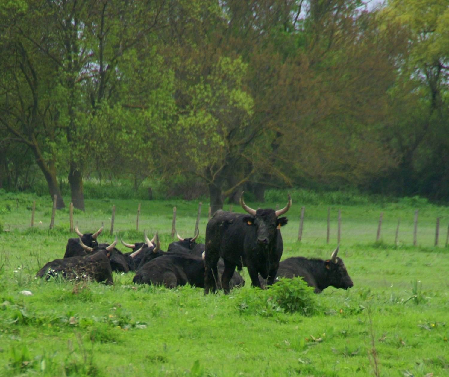 © Gard Tourisme - taureaux