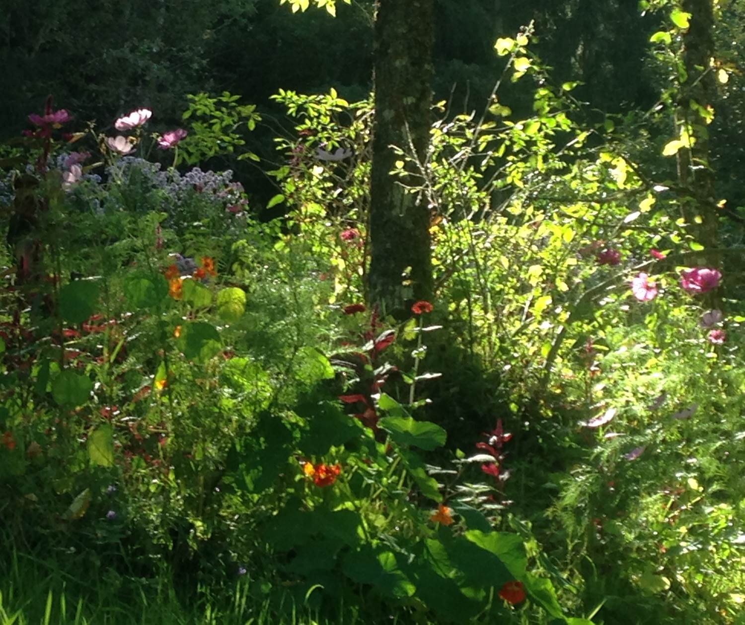 prairie fleurie pour protéger la biodiversité dans  la nature